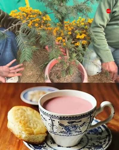Taxus Wallichiana Tea